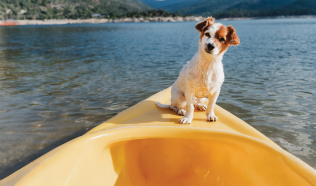 Premium Perks Carousel Mobile Round Up Dog